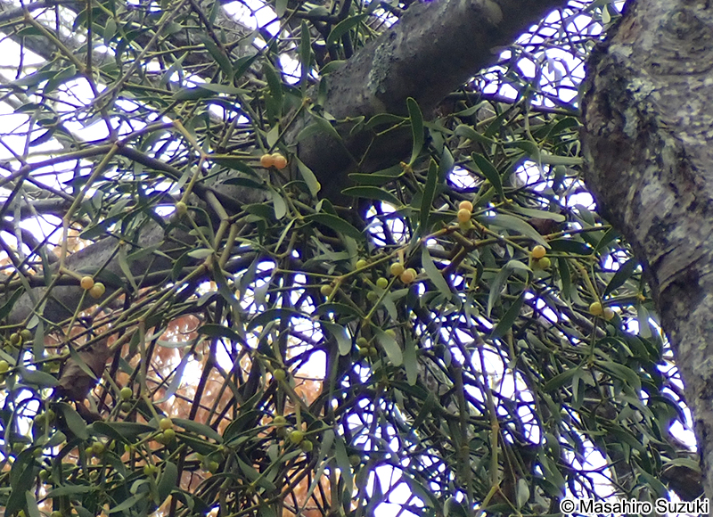 ヤドリギ Viscum album subsp. coloratum