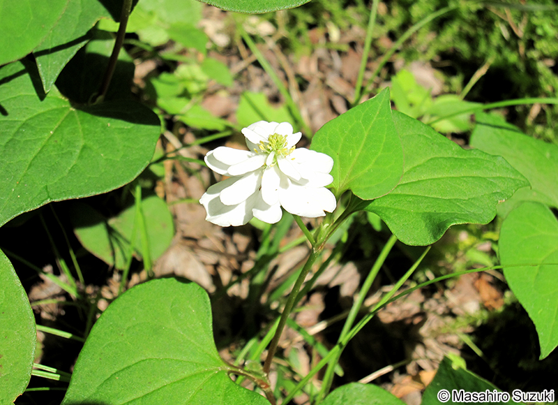ヤエドクダミ Houttuynia cordata f. plena