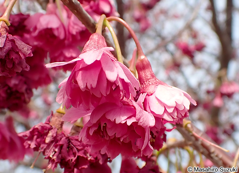 ヤエカンヒザクラ（八重寒緋桜） Cerasus campanulata 'Plena'