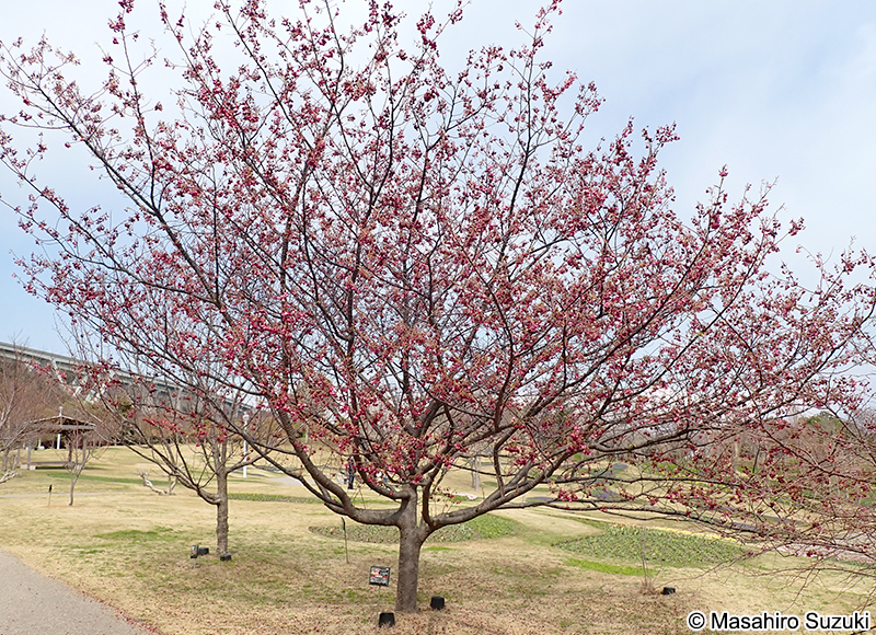 ヤエカンヒザクラ（八重寒緋桜） Cerasus campanulata 'Plena'