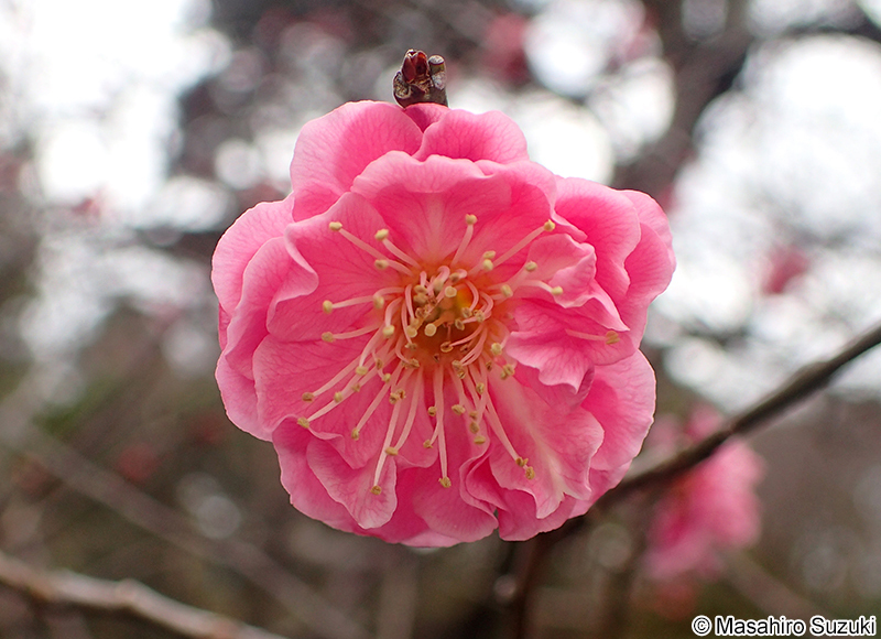 八重寒紅 Armeniaca mume