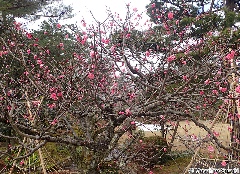 八重寒紅 Armeniaca mume
