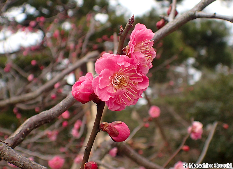 八重寒紅 Armeniaca mume