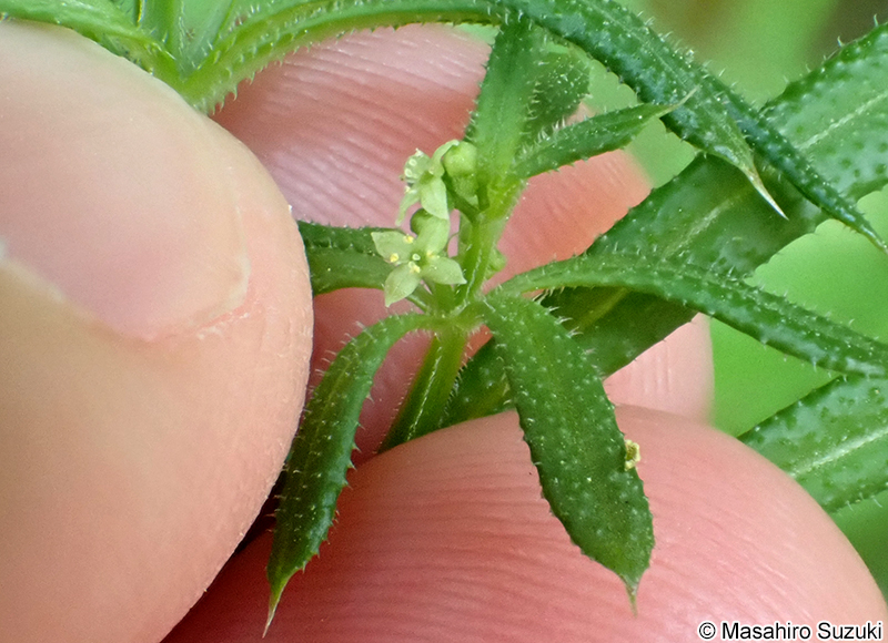ヤエムグラ Galium spurium var. echinospermon