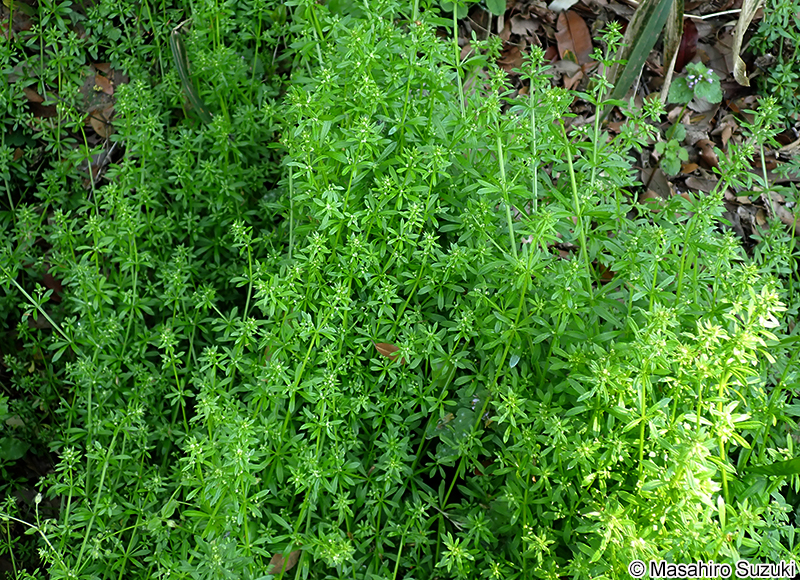ヤエムグラ Galium spurium var. echinospermon