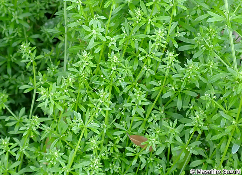 ヤエムグラ Galium spurium var. echinospermon