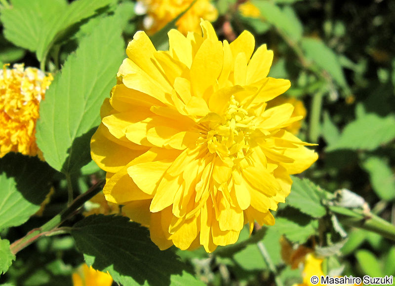 ヤエヤマブキ Kerria japonica f. plena