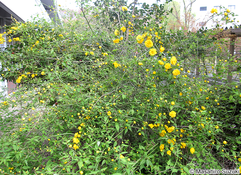 ヤエヤマブキ Kerria japonica f. plena