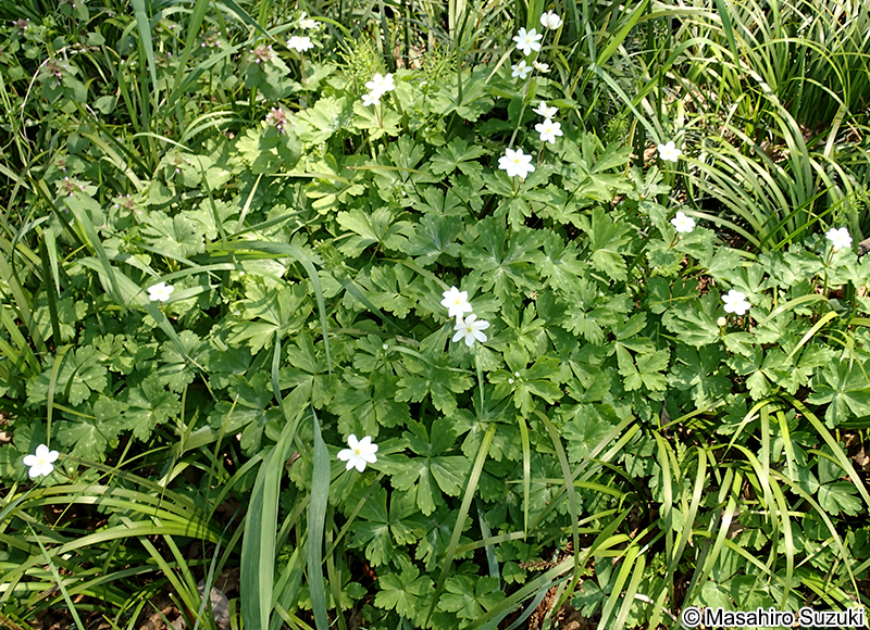 ヤエザキニリンソウ Anemone flaccida f. pleniflora