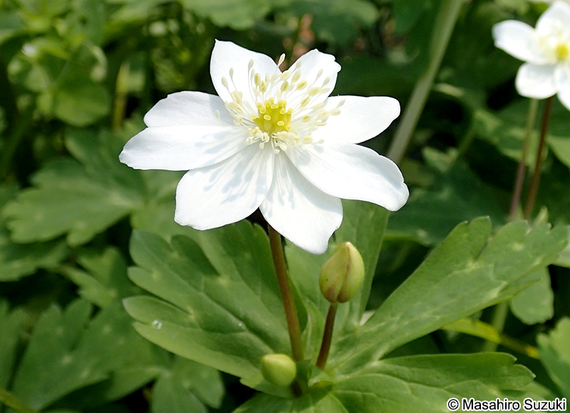 ヤエザキニリンソウ Anemone flaccida f. pleniflora