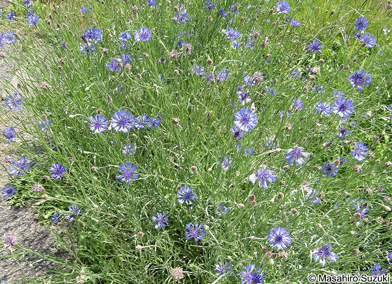 ヤグルマギク Centaurea cyanus
