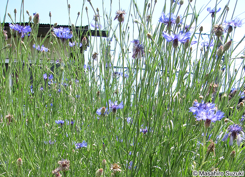 ヤグルマギク Centaurea cyanus