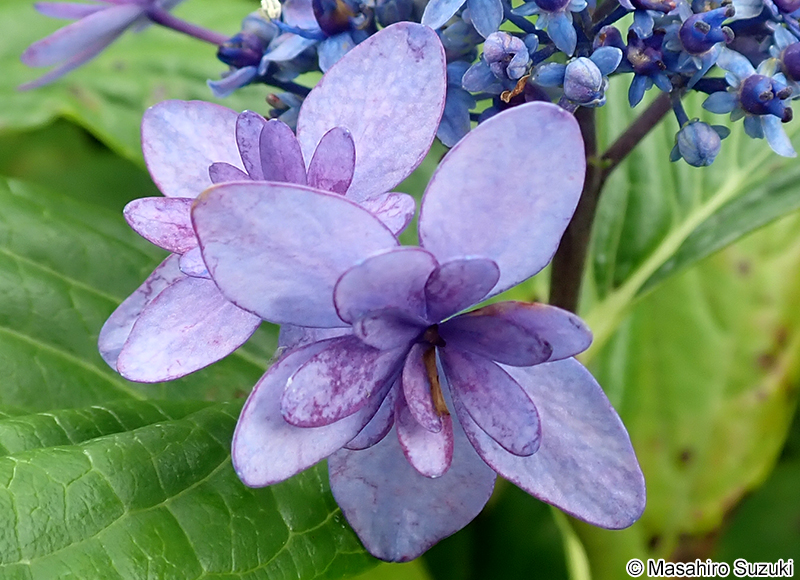 イズノハナ（伊豆の華）Hydrangea serrata 'Idsunohana'