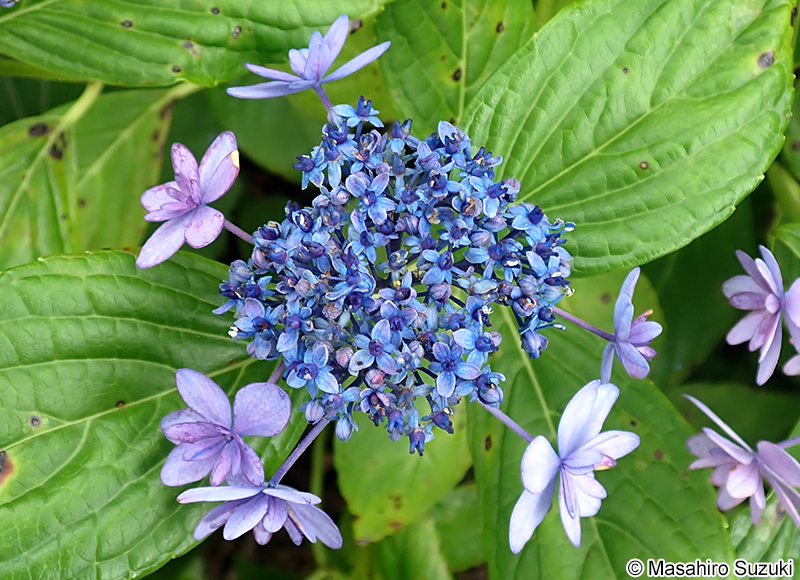 イズノハナ（伊豆の華）Hydrangea serrata 'Idsunohana'
