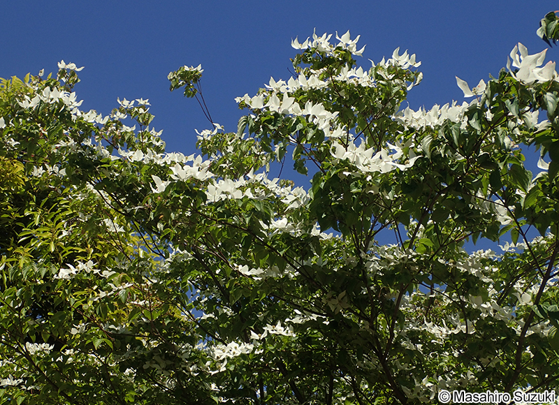 ヤマボウシ Cornus kousa