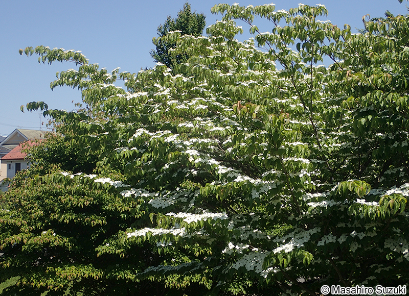 ヤマボウシ Cornus kousa