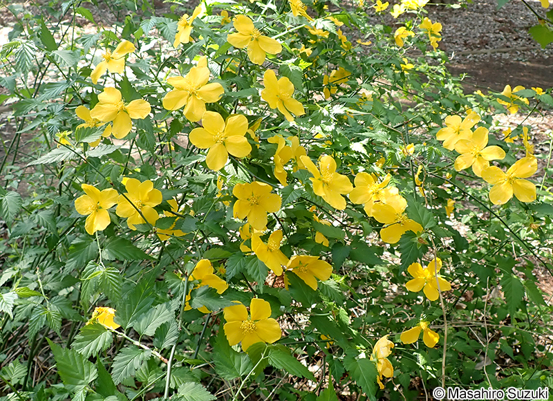 ヤマブキ Kerria japonica