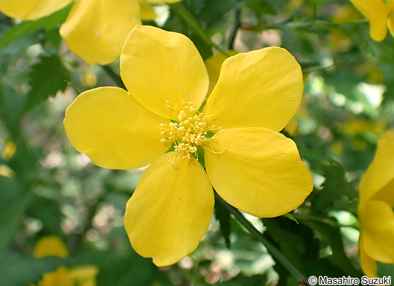 ヤマブキ Kerria japonica