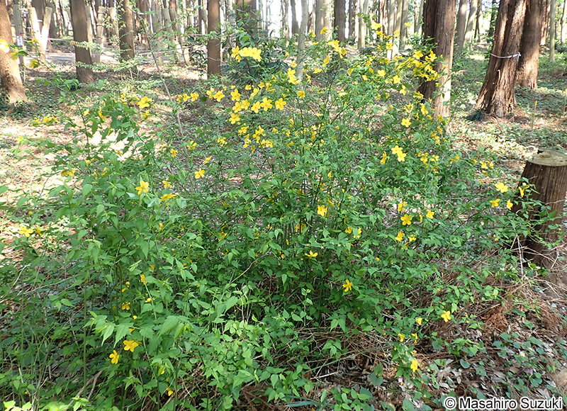ヤマブキ Kerria japonica