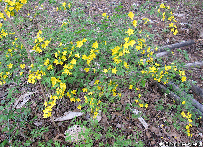 ヤマブキ Kerria japonica