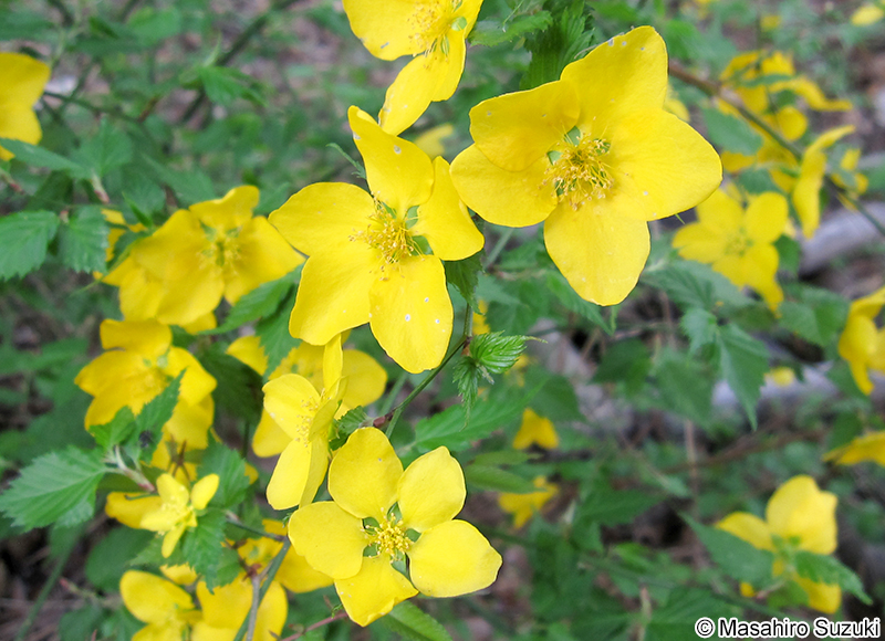 ヤマブキ Kerria japonica