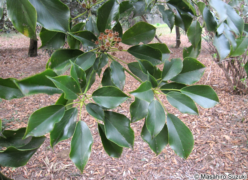ヤマグルマ Trochodendron aralioides