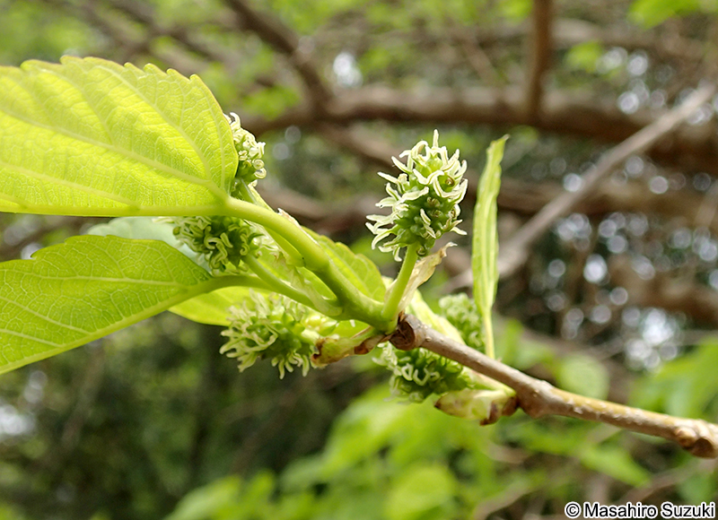 ヤマグワ Morus australis