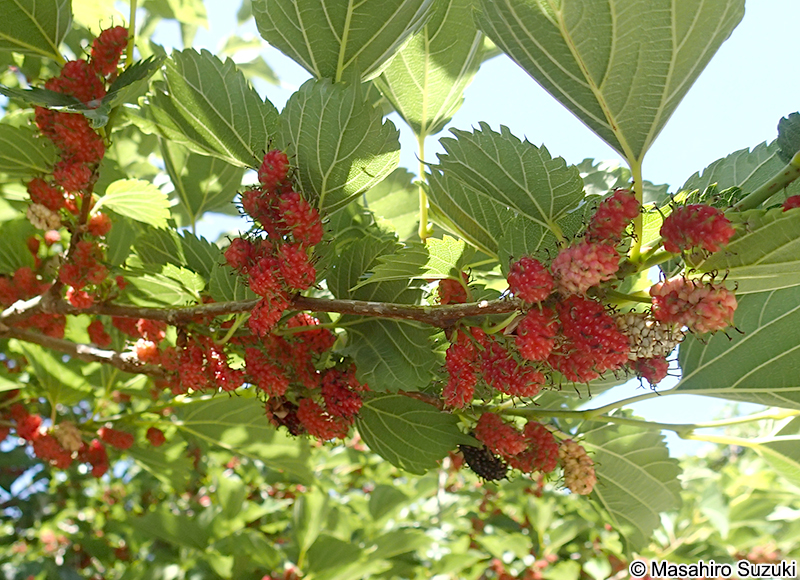 ヤマグワ Morus australis