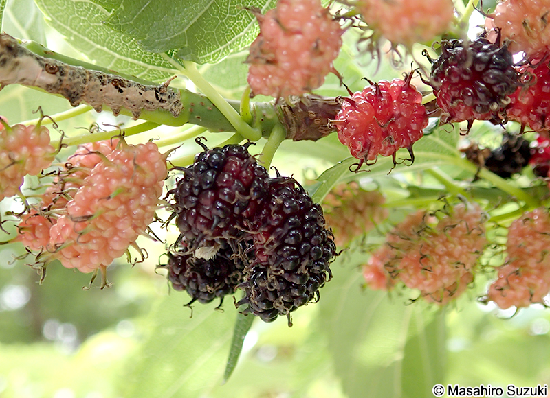 ヤマグワ Morus australis