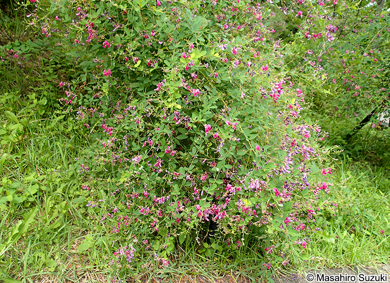 ヤマハギ Lespedeza bicolor
