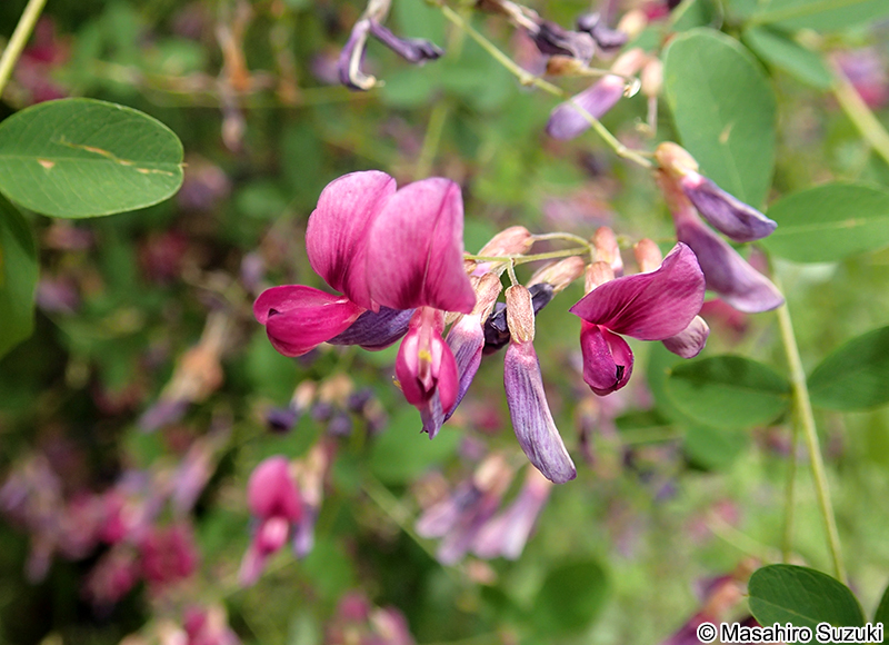 ヤマハギ Lespedeza bicolor