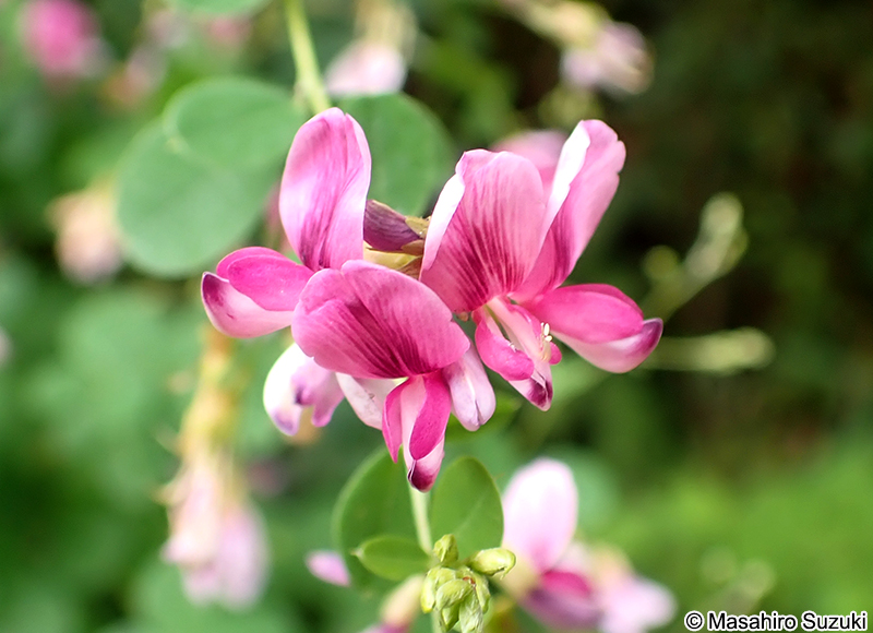 ヤマハギ Lespedeza bicolor