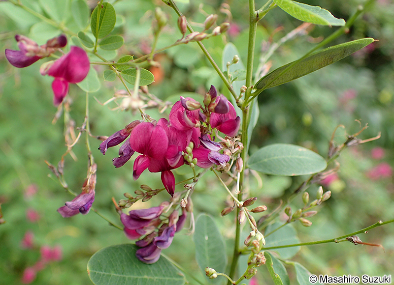 ヤマハギ Lespedeza bicolor