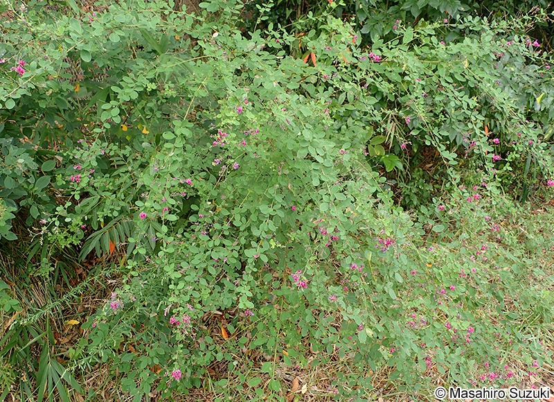 ヤマハギ Lespedeza bicolor