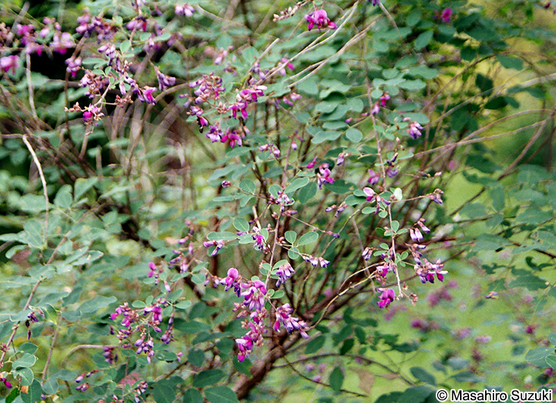 ヤマハギ Lespedeza bicolor