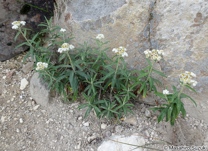 ヤマハハコ Anaphalis margaritacea