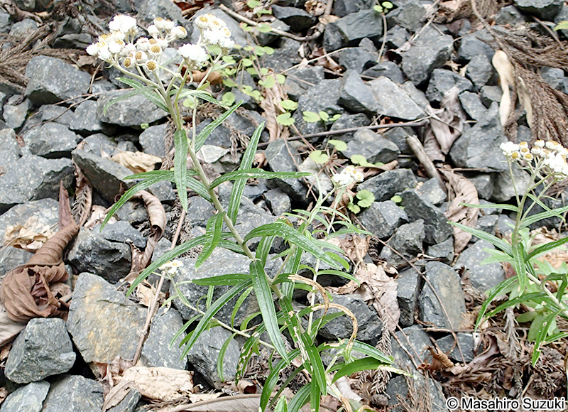 ヤマハハコ Anaphalis margaritacea