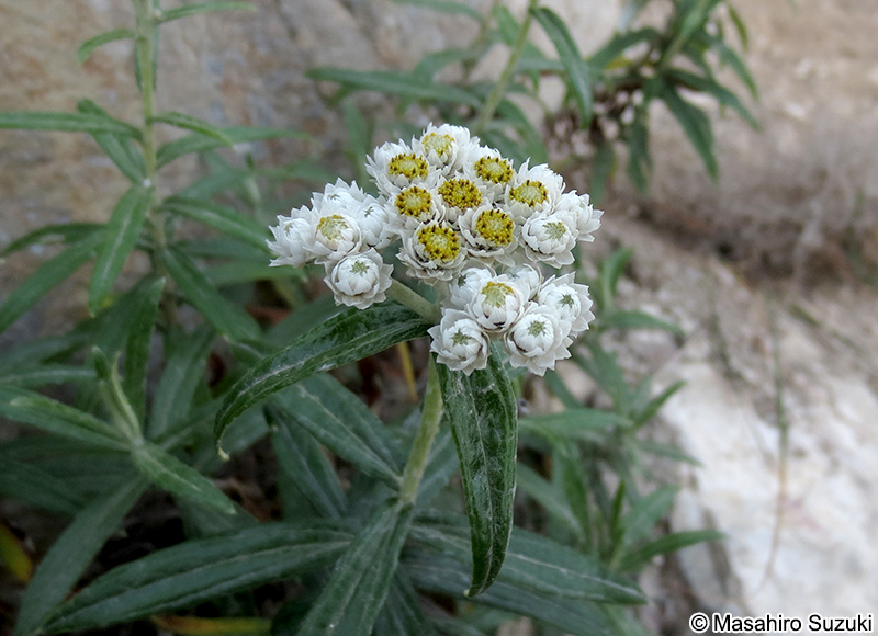 ヤマハハコ Anaphalis margaritacea