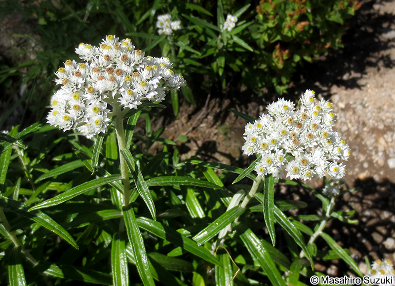 ヤマハハコ Anaphalis margaritacea