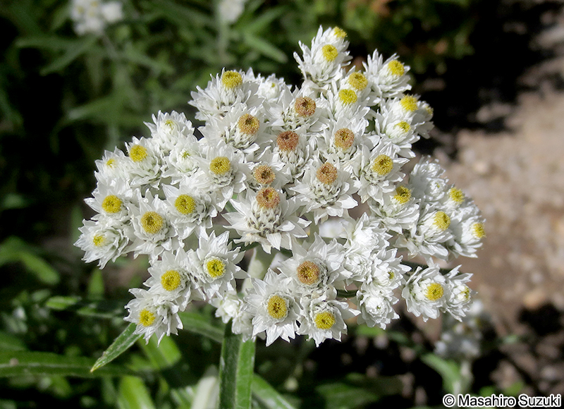 ヤマハハコ Anaphalis margaritacea