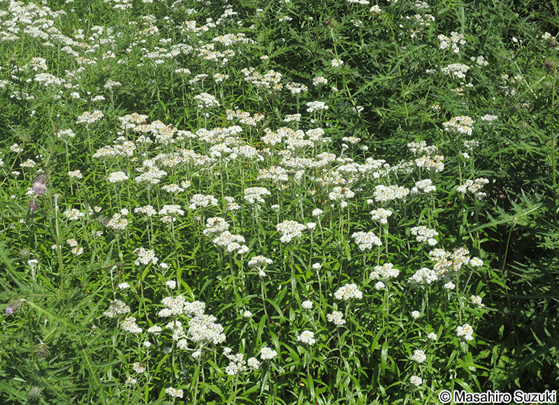 ヤマハハコ Anaphalis margaritacea