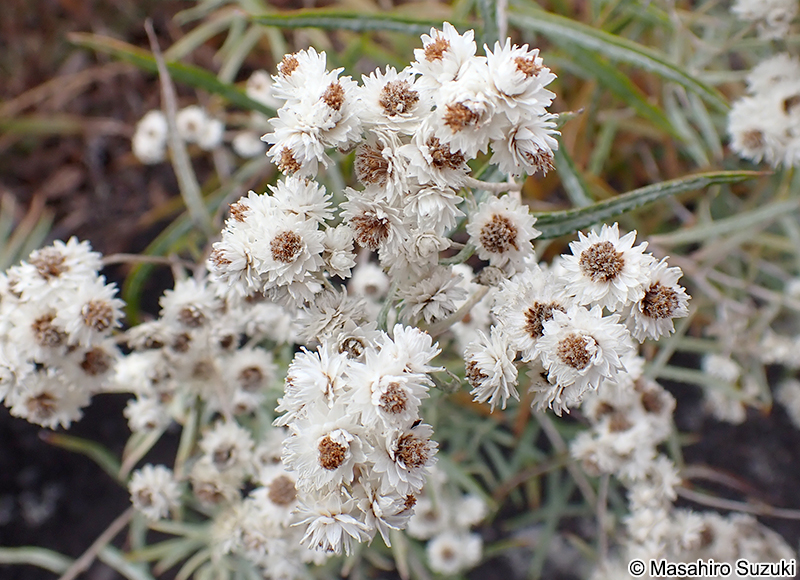 ヤマハハコ Anaphalis margaritacea
