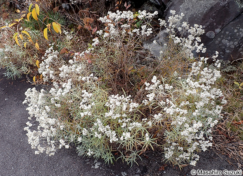 ヤマハハコ Anaphalis margaritacea