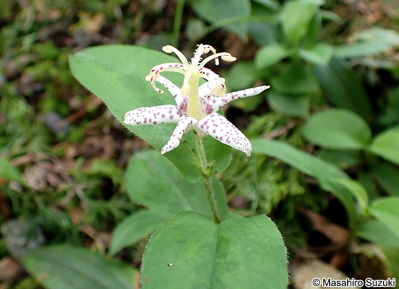 ヤマジノホトトギス Tricyrtis affinis