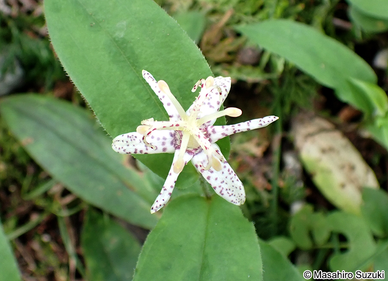 ヤマジノホトトギス Tricyrtis affinis