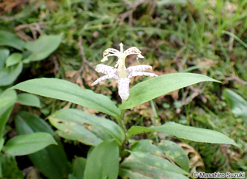 ヤマジノホトトギス Tricyrtis affinis
