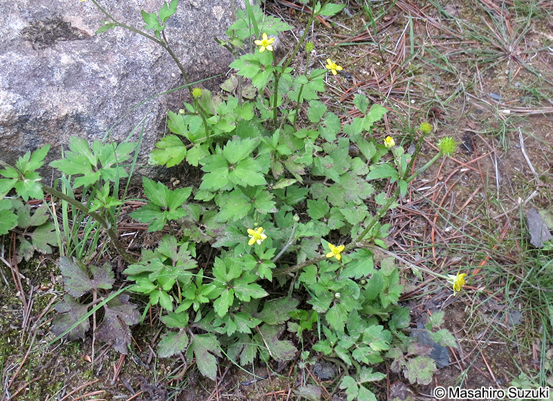 ヤマキツネノボタン Ranunculus silerifolius