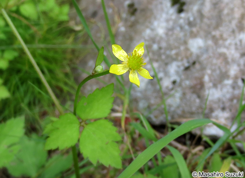 ヤマキツネノボタン Ranunculus silerifolius