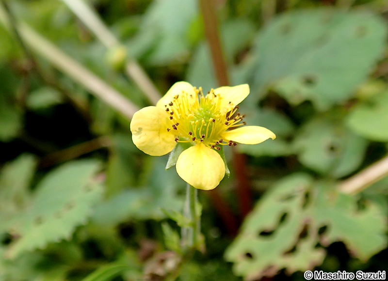 ヤマキツネノボタン Ranunculus silerifolius