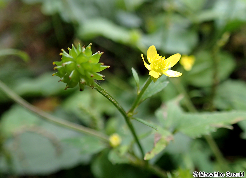 ヤマキツネノボタン Ranunculus silerifolius